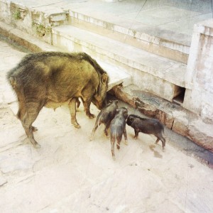 pigs